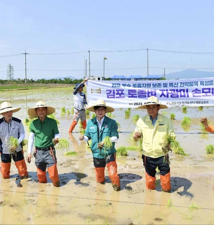김포시, 김포토종품종 ‘자광미’ 개발‧육성‧브랜딩 위한 원팀김포 출격.